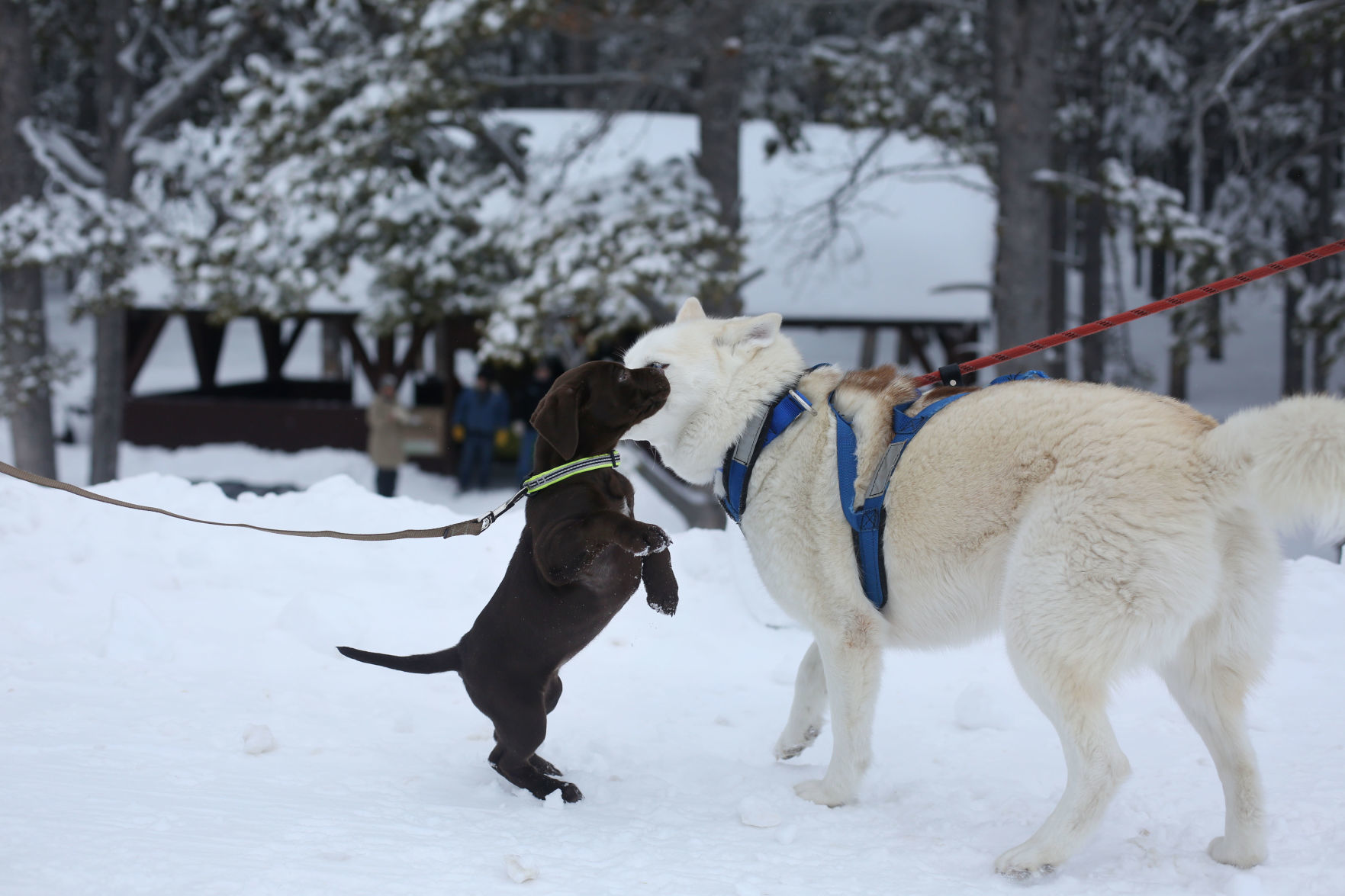 Sled Dog Race